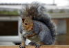 Espèces invasives: le HD-ClvR pourrait réduire une population ciblée d’écureuils gris de plus de 60 % en dix ans