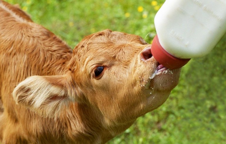 Immunité croisée : du lait de vache pour lutter contre la Covid-19 ?