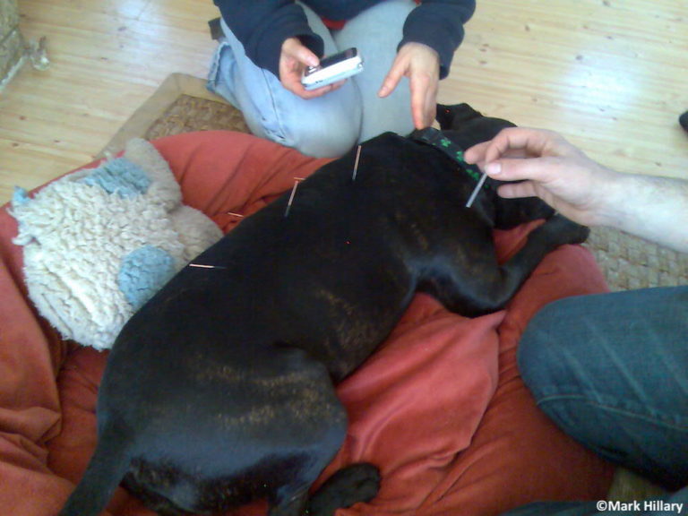 L’électroacupuncture, c’est aussi pour les chiens