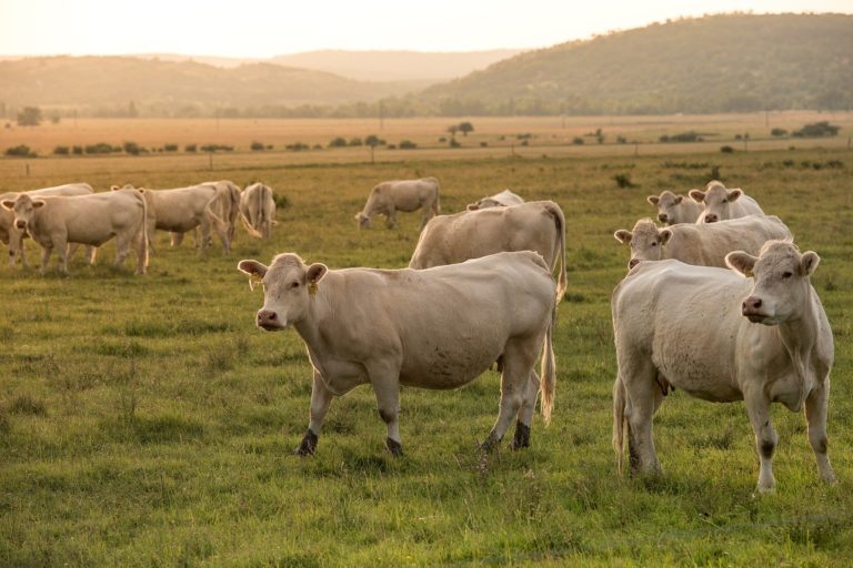 Climat : l’élevage cumule un tiers des émissions mondiales de méthane