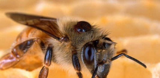 un champignon entomopathogène présent dans les sols du monde entier, permet de lutter efficacement contre Varroa destructor, l’ectoparasite dévastateur des abeilles mellifères