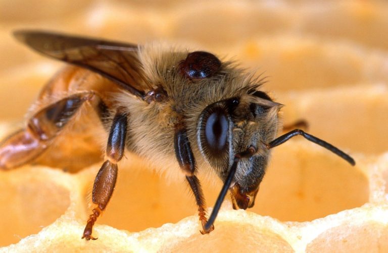 Lutte biologique : un champignon efficace contre Varroa le tueur d’abeilles