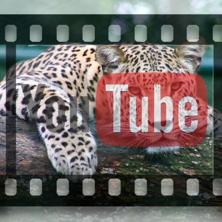Espèces menacées : quand YouTube encourage le commerce d’animaux exotiques