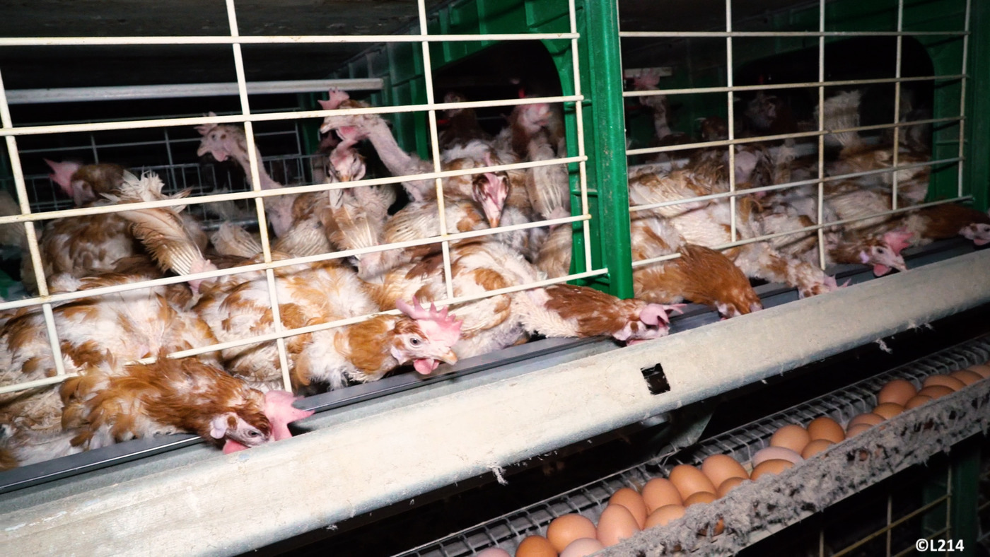Les vétérinaires à l’avant-garde de la transition vers des élevages plus durables et respectueux du bien-être des poules pondeuses, telle est la volonté de la Fédération des vétérinaires européenne