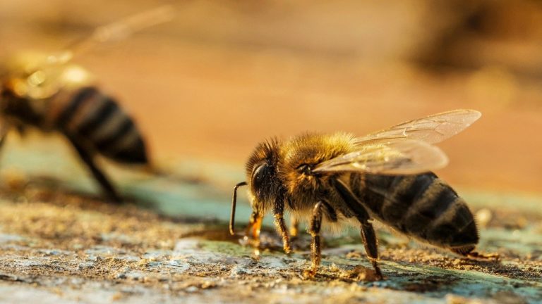 La communication électrostatique des abeilles informe sur l’état de santé des écosystèmes