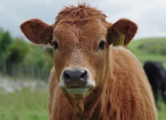 la réglementation applicable à la production bio permet-elle de garantir un niveau optimal de bien-être animal ?