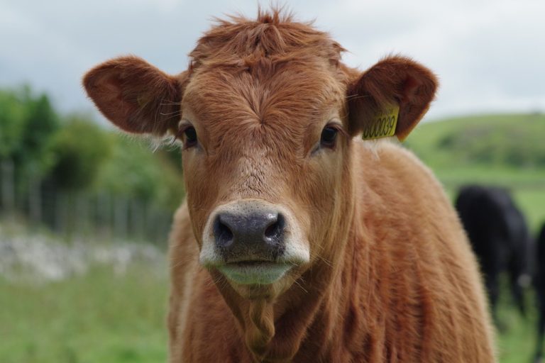 L’agriculture bio garantit-elle un meilleur bien-être des animaux d’élevage ?
