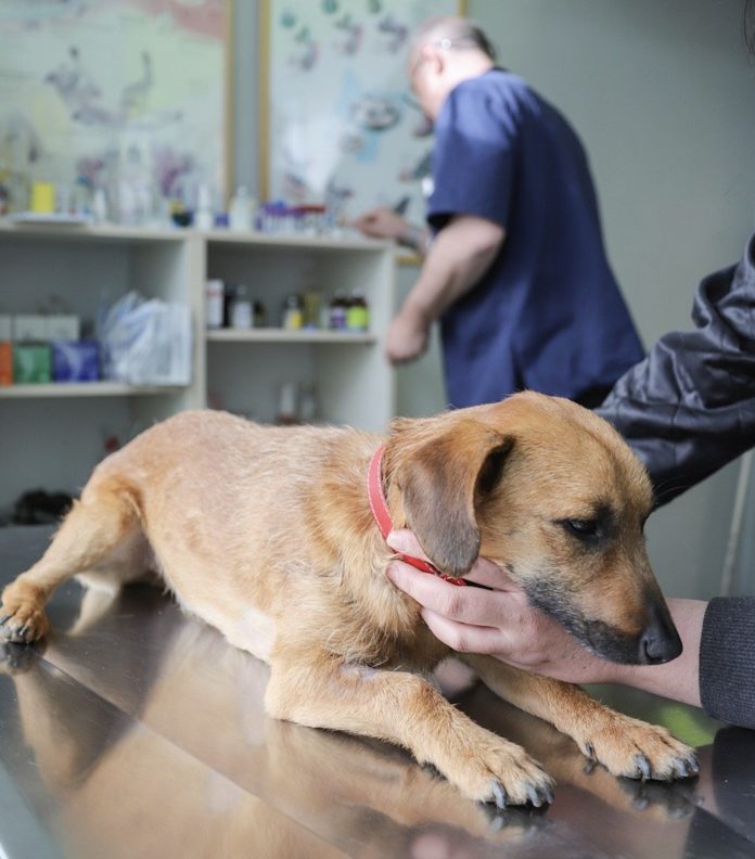 Parvovirose canine: Des vétérinaires ont cherché à affiner le protocole du test d’inhibition de l’hémagglutination pour éviter une mauvaise interprétation des résultats et une vaccination inefficace