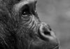 Zoonose : alerte sur les artérivirus responsables de la fièvre hémorragique du singe