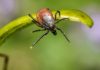 Évoquer la borréliose de Lyme en France, c’est parfois s’attaquer à un tabou. L’efficacité des tests sérologiques en est peut-être à l’origine… Une nouvelle stratégie de diagnostic pourrait jeter un pavé dans la mare