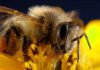 Un nouveau facteur pourrait expliquer la baisse de la production de miel et les pertes de colonies d’abeilles mellifères au cours des cinq dernières décennies