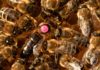 Une étude d’efficacité montre que les abeilles nées de reines vaccinées contre la loque américaine sont plus résistantes que celles issues de ruches dont la reine n’est pas vaccinée. Cette vaccination réduirait le risque d’infection des larves d’abeilles par la bactérie de 30 à 50 %.