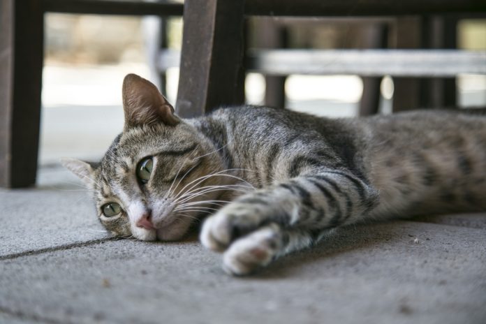 Une étude révèle que les chats sont sensibles à l’infection par le Sars-CoV-2, qu’ils peuvent le transmettre à des congénères, mais aussi qu’ils excrètent le virus et contaminent l’environnement