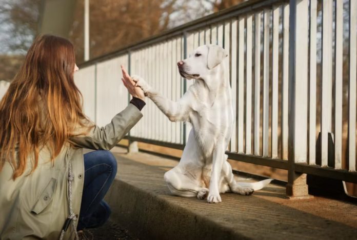 médiation animale: la présence animale s’est révélée être auprès des personnes en situation de dépendance ou de handicap un atout majeur