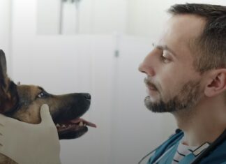 Cancer: le chien partage avec l’Homme son environnement, mais aussi des caractéristiques génétiques.