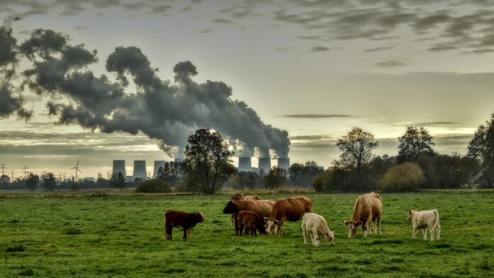 Polluants éternels : chiens et chevaux comme sentinelles de l’exposition aux Pfas