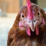 Influenza aviaire H3N8_chicken-5416900_1280