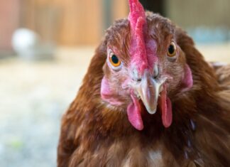 Des chercheurs de l’université de Nottingham ont découvert un sous-type du virus de la grippe aviaire H3N8, présent de manière endémique dans les élevages de volailles en Chine, qui a subi suffisamment de mutations génétiques pour augmenter sensiblement le risque de transmission de la maladie entre mammifères.