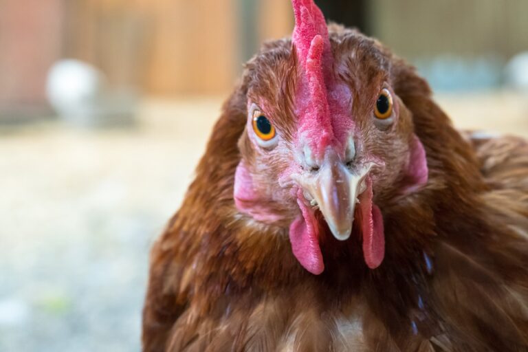 Influenza aviaire : un nouveau sous-type faciliterait la transmission aérienne du virus H3N8 aux mammifères