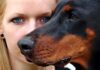 Cardiomyopathie dilatée : mêmes facteurs de risque chez le chien et l’humain
