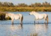 Climat : les chevaux pourraient constituer un réservoir important pour le parasite de la leishmaniose une zoonose considérée comme endémique dans le bassin méditerranéen