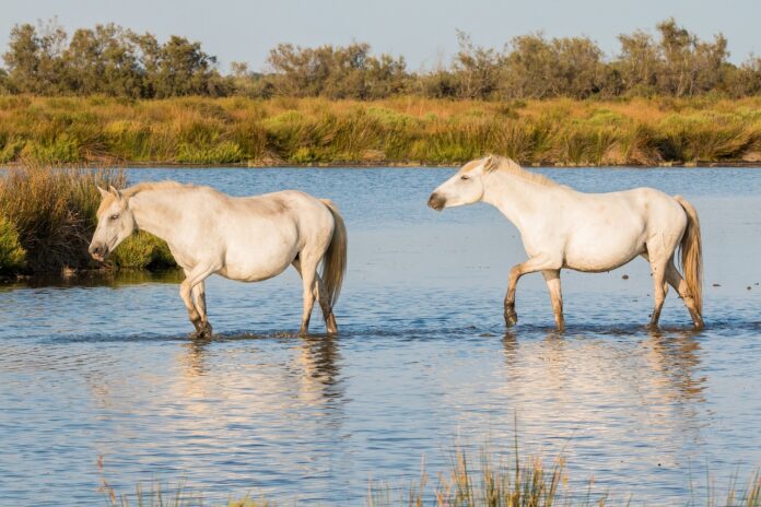 Climat : les chevaux pourraient constituer un réservoir important pour le parasite de la leishmaniose une zoonose considérée comme endémique dans le bassin méditerranéen
