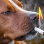 chien-cigarette-fume-1024×1024-34627732.png