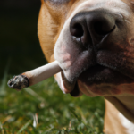 chien-cigarette-fume-1024×1024-82392748.png