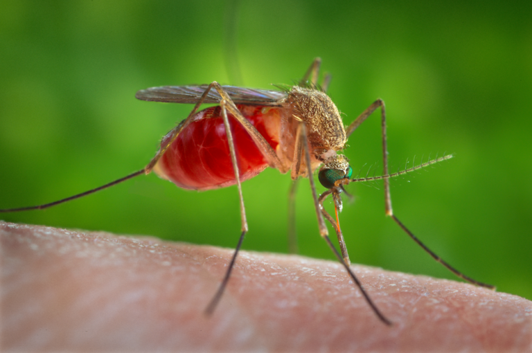 Le virus West Nile se transmet de moustique à moustique via leurs déjections