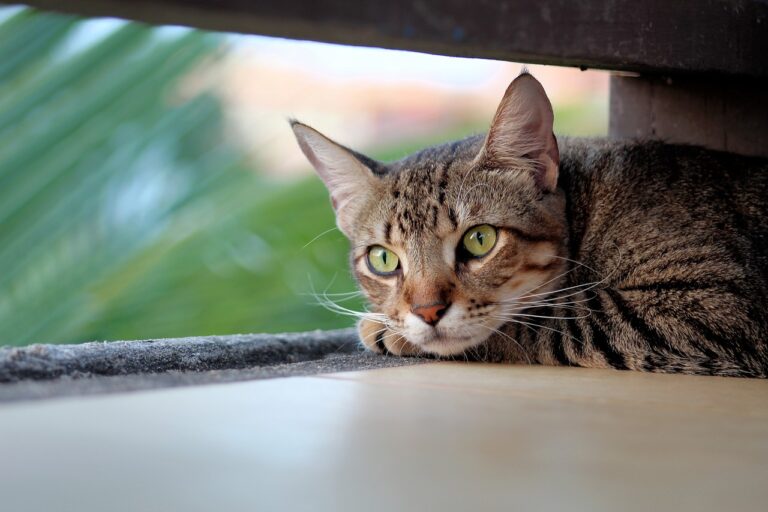 Influenza aviaire chez le chat : ce qu’il en est