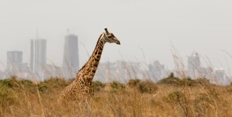 Pourquoi nous allons devoir partager de plus en plus d’espaces avec les animaux sauvages