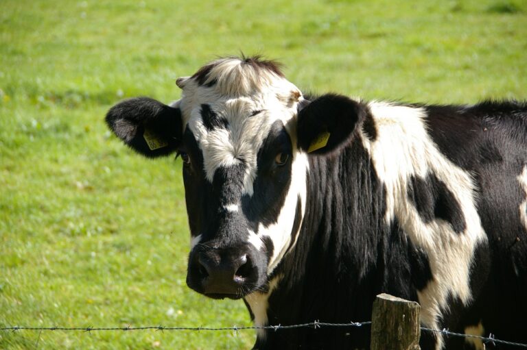 De la vache folle à Parkinson et Alzheimer : que sait-on des maladies à prions ?