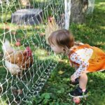 rooster-8287663_1280