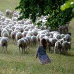 sheep-5539895_1280
