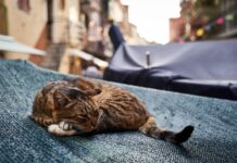 covid : une étude menée à Lima, au Pérou, révèle qu’une proportion étonnamment élevée de chats domestiques a été exposée au Sars-CoV-2 pendant la première vague de la pandémie.