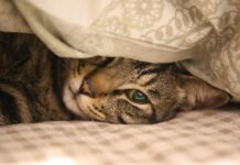 Covid : la présence accrue des propriétaires pendant la pandémie a eu des effets positifs sur la gestion des troubles urinaires chez les chats