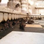 india-rat-359_1280