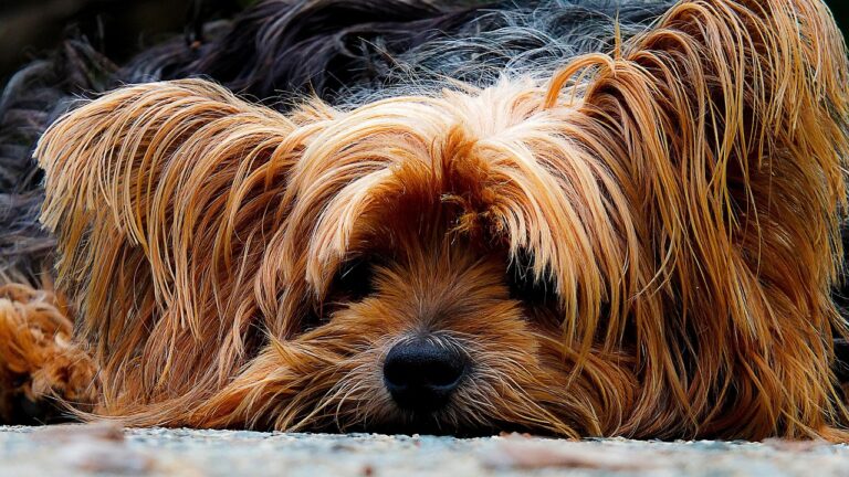 Diarrhée aiguë chez le chien : des races plus à risque que d’autres ? Diarrhée aiguë chez le chien : des races plus à risque que d’autres ?