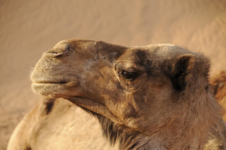 Zoonoses : le chameau porteur de six maladies infectieuses transmissibles Zoonoses : le chameau porteur de six maladies infectieuses transmissibles