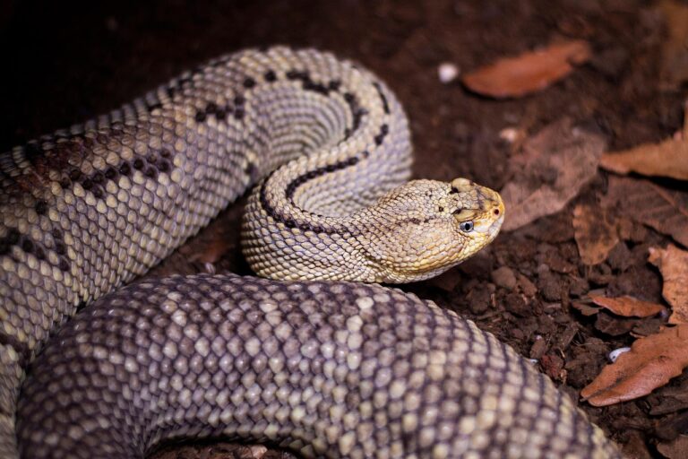 Antivenin universel : un espoir contre les morsures de serpents les plus venimeux Antivenin universel : un espoir contre les morsures de serpents les plus venimeux