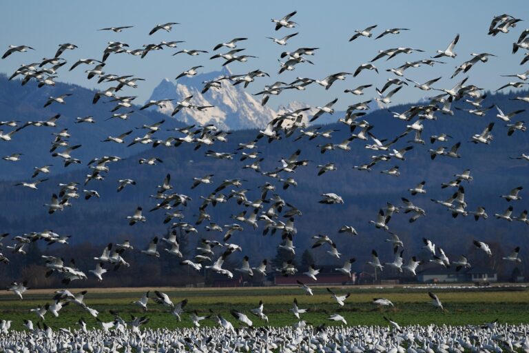 Grippe aviaire : les changements de paysages en Asie orientale favorisent l’émergence de nouveaux virus