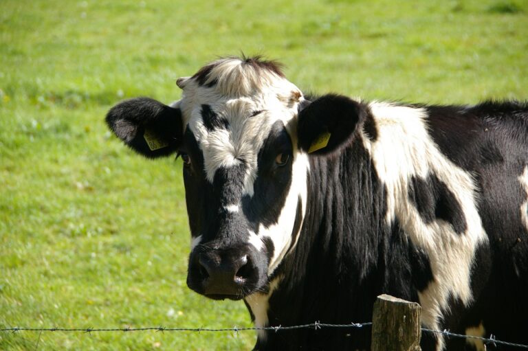 Grippe aviaire H5N1 : 70 cas humains aux États-Unis, dont un décès, liés aux bovins laitiers Grippe aviaire H5N1 : 70 cas humains aux États-Unis, dont un décès, liés aux bovins laitiers