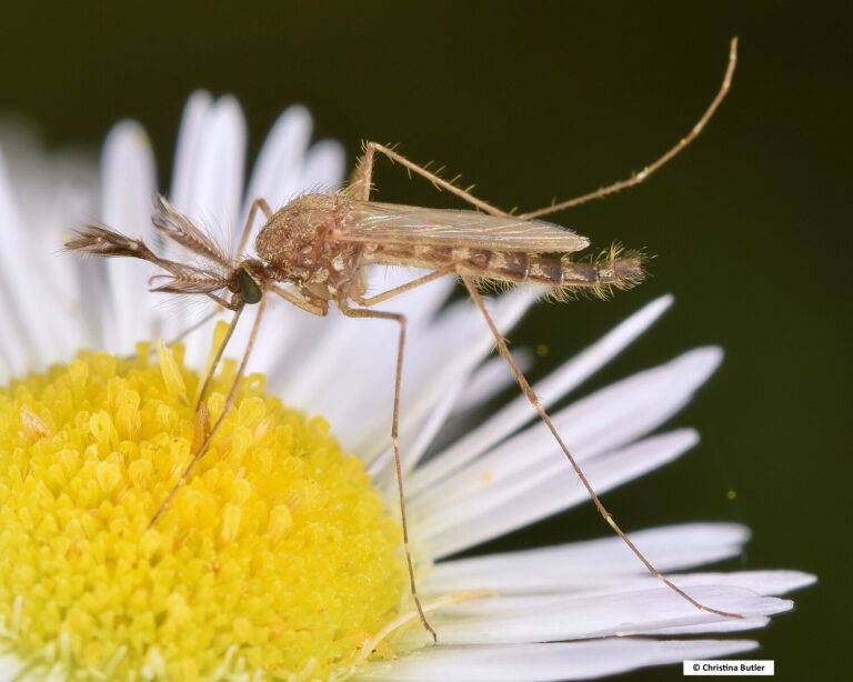 Royaume-Uni : le virus du Nil occidental détecté pour la première fois chez des moustiques indigènes
