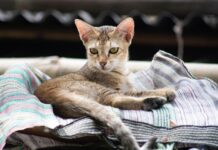 Une étude menée entre novembre 2021 et mars 2022 dans la région de Lisbonne (Portugal) révèle que près d’un tiers des chats vivant dans des foyers où au moins une personne a été testée positive au Sars-CoV-2 ont développé des anticorps contre le coronavirus.