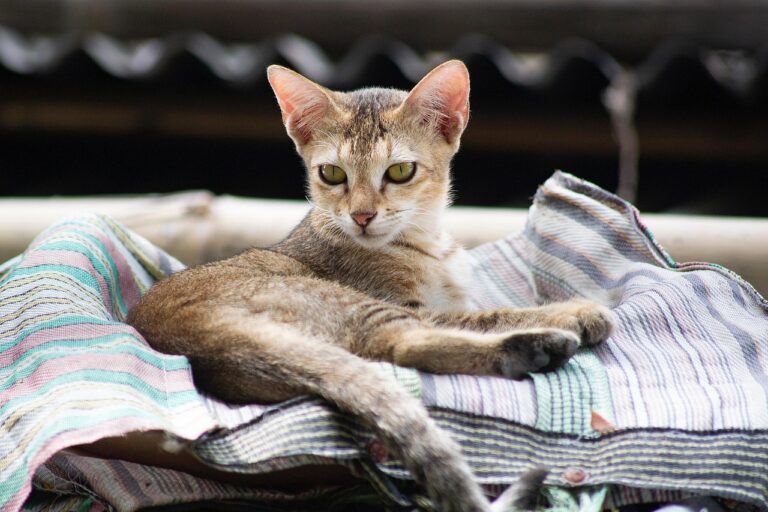 Chats et Covid-19 : une exposition plus fréquente que prévue Chats et Covid-19 : une exposition plus fréquente que prévue