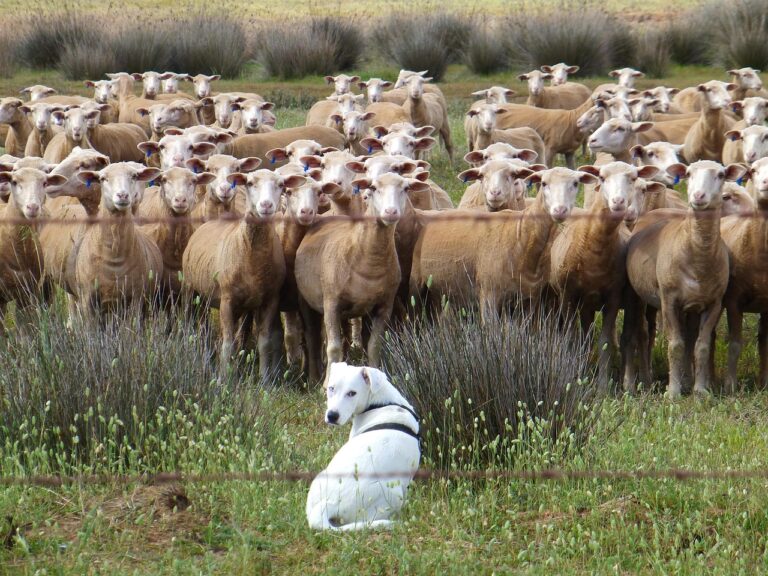 Fièvre catarrhale ovine : le virus pourrait aussi menacer les chiens Fièvre catarrhale ovine : le virus pourrait aussi menacer les chiens