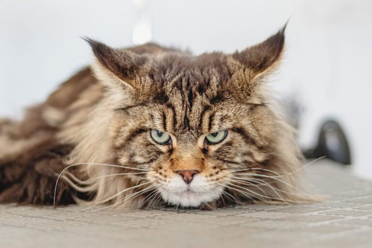Un cas rare de peste transmis par un chat alerte les autorités sanitaires américaines