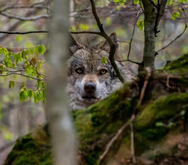 La chasse au loup aux États-Unis a un effet marginal sur la réduction de la prédation du bétail La chasse au loup aux États-Unis a un effet marginal sur la réduction de la prédation du bétail