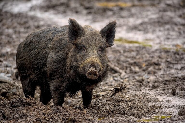 Peste porcine africaine (PPA) : expansion à 51 pays, flambée estivale et urgence sanitaire mondiale Peste porcine africaine (PPA) : expansion à 51 pays, flambée estivale et urgence sanitaire mondiale