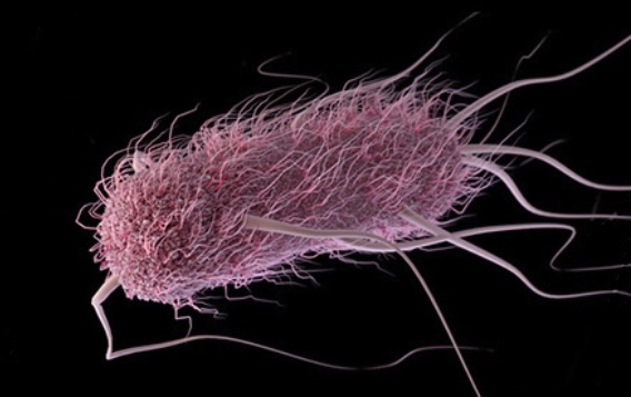 E. coli chez l’animal de compagnie : une bactérie au potentiel zoonotique qui menace la santé publique